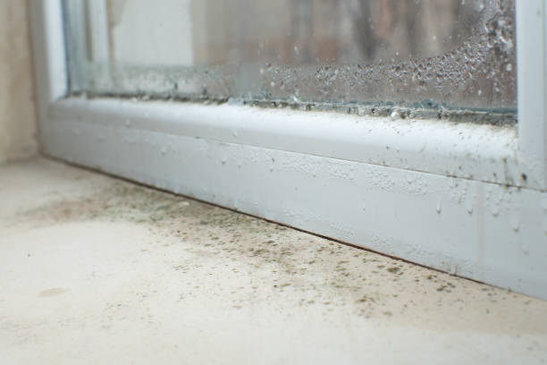 Best Environmental Consulting for Mold Prevention  in Ladoga, IN